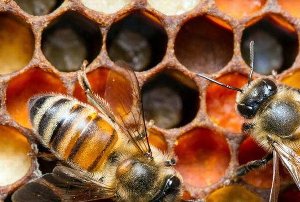 продукт пчеловодства перга