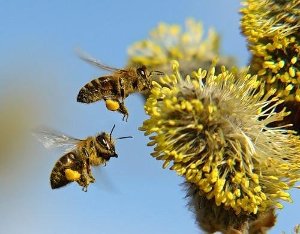 пыльца, пчелиная обножка