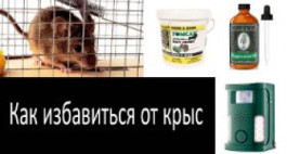 Как уничтожить крыс на улице?