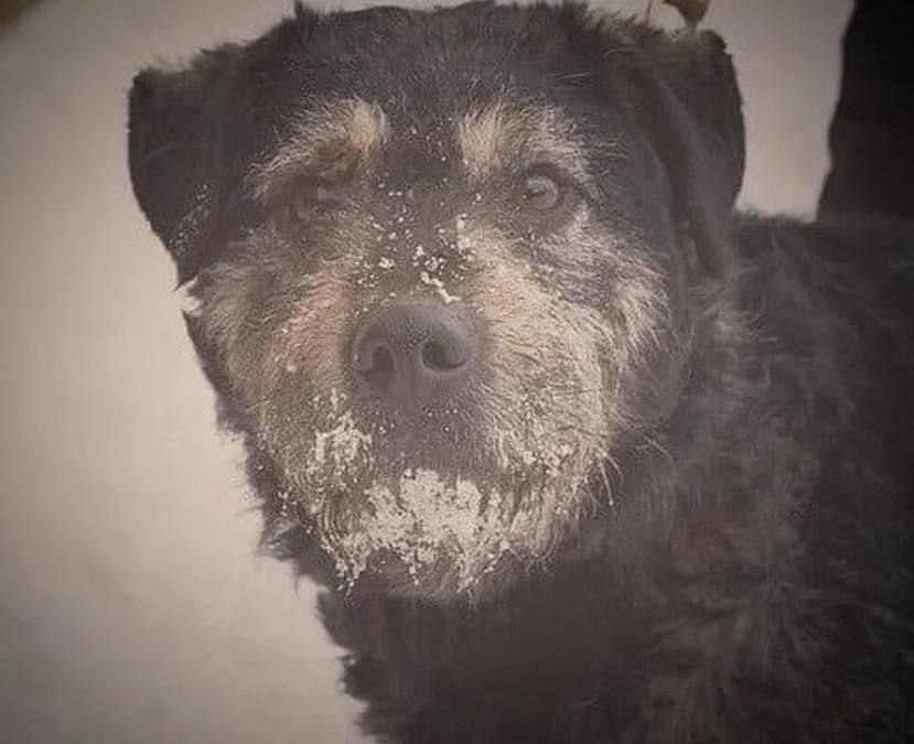 Трезорка: пёс-герой блокадного Ленинграда