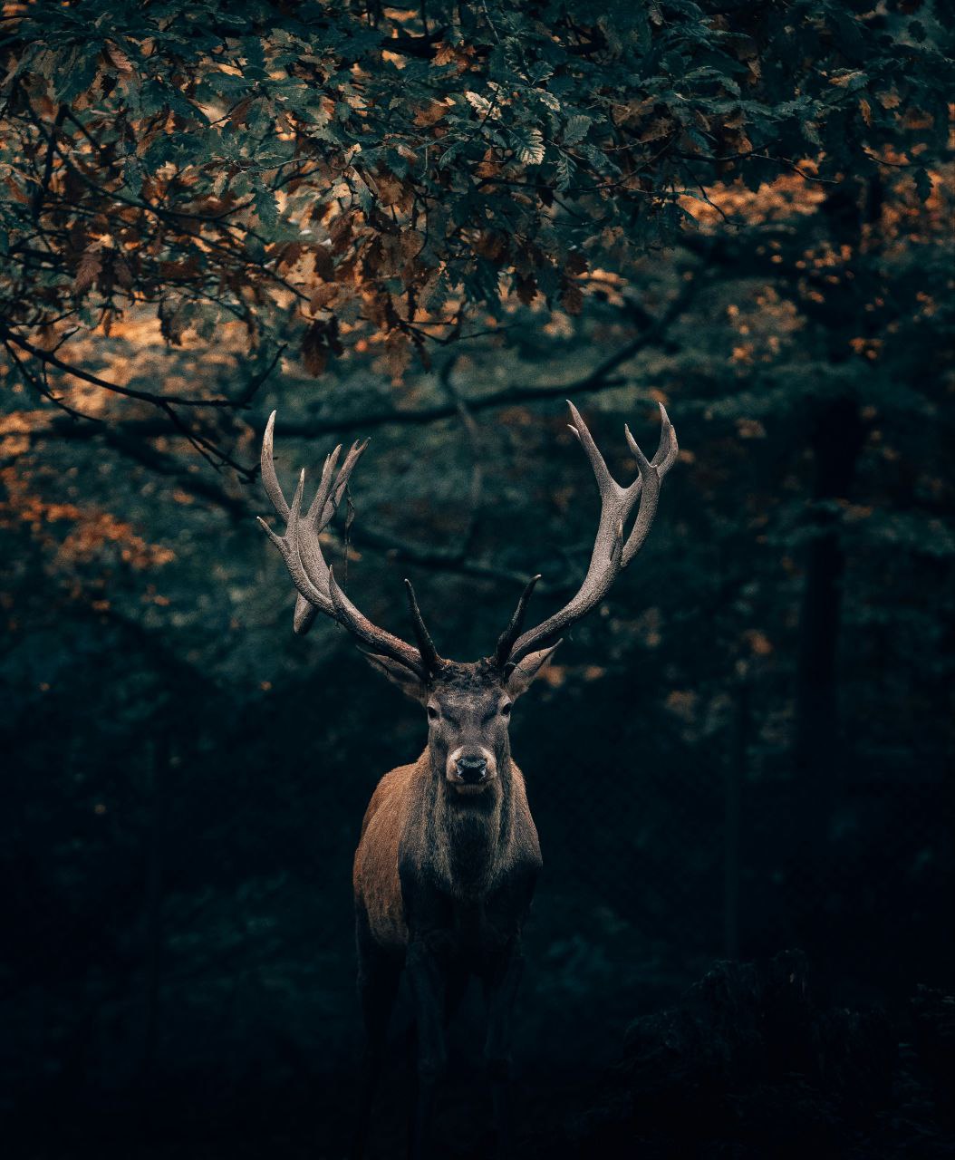 Истории звериного героизма: когда спасали не по приказу