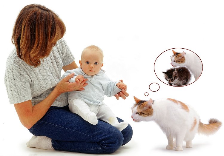 знакомство ребенка с кошкой