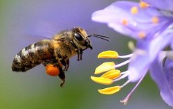 высеваемый медонос для пчел